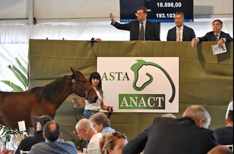 Aste di Trotto: circa 500 cavalli protagonisti nell’evento annuale di Busto Arsizio